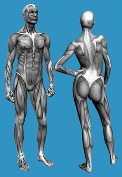 Male and Female anatomy